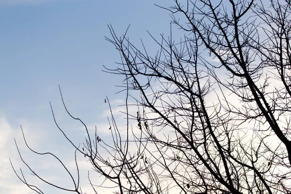해뜨는 곳에는 나무 가지가 있노라 — 스톡 사진