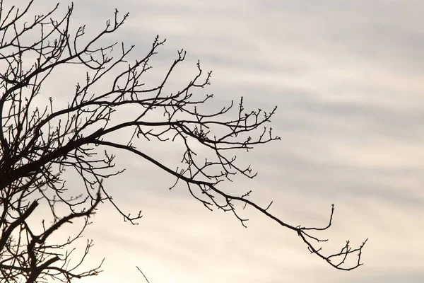 Gün doğumunda bir ağacın çıplak dalları — Stok fotoğraf