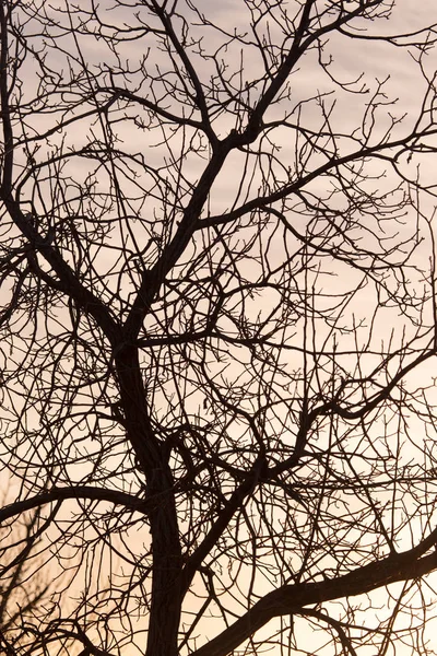 Ramas desnudas de un árbol al amanecer sol —  Fotos de Stock