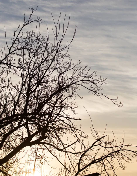 Kala grenar av ett träd vid soluppgången sol — Stockfoto