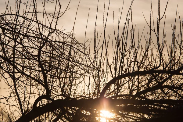 Kale takken van een boom bij zonsopgang zon — Stockfoto