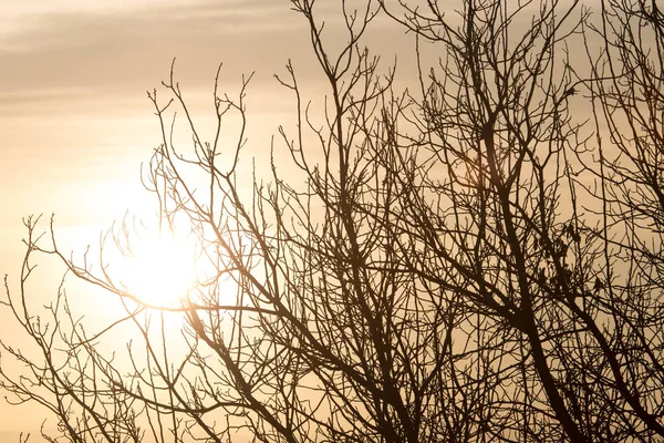 Kale takken van een boom bij zonsopgang zon — Stockfoto