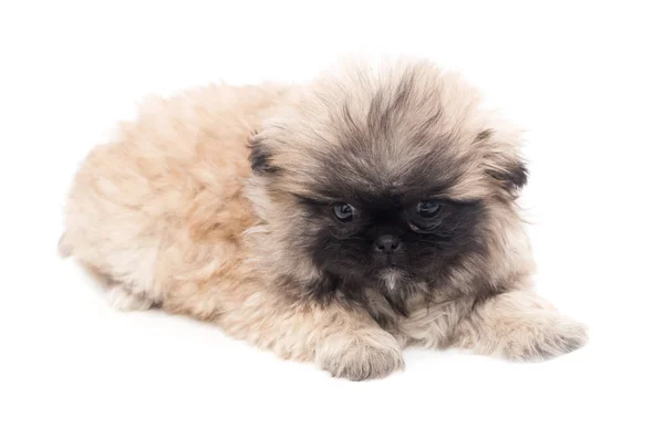 Bellissimo cucciolo soffice su uno sfondo bianco — Foto Stock