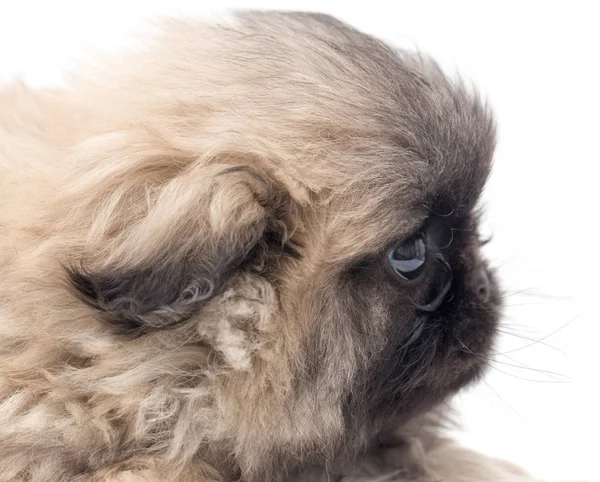 흰색 바탕에 아름 다운 작은 솜 털 강아지 — 스톡 사진