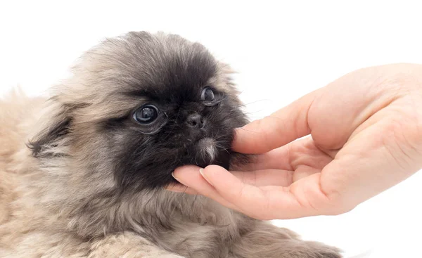 Filhote de cachorro na mão em um fundo branco — Fotografia de Stock