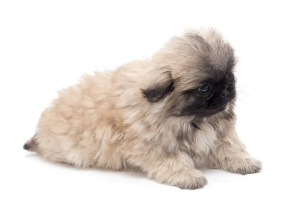 Hermoso perrito esponjoso sobre un fondo blanco — Foto de Stock