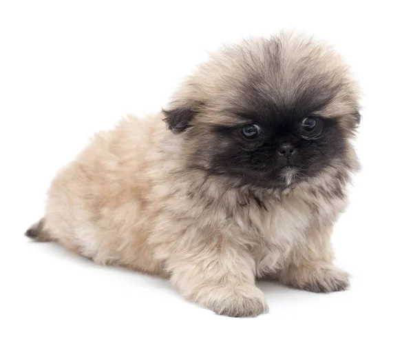 Beautiful little fluffy puppy on a white background — Stock Photo, Image