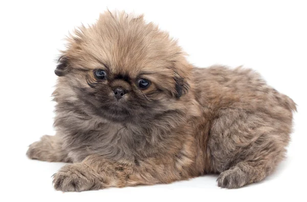 Bellissimo cucciolo soffice su uno sfondo bianco — Foto Stock