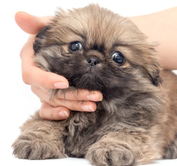 Filhote de cachorro na mão em um fundo branco — Fotografia de Stock