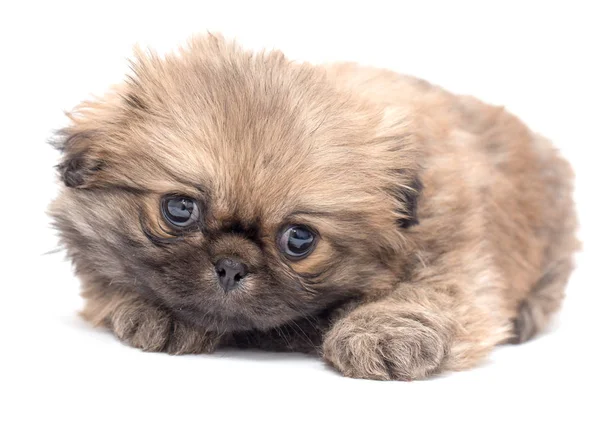 Bonito filhote de cachorro fofo em um fundo branco — Fotografia de Stock