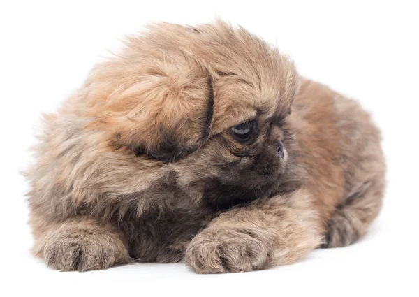 Bellissimo cucciolo soffice su uno sfondo bianco — Foto Stock