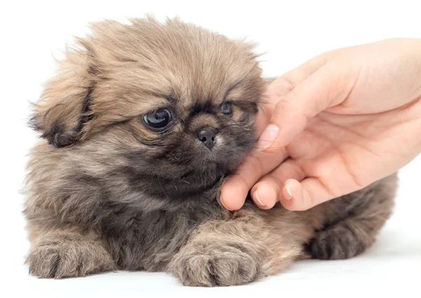 Filhote de cachorro na mão em um fundo branco — Fotografia de Stock