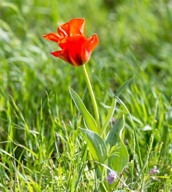 Doğada vahşi kırmızı lale