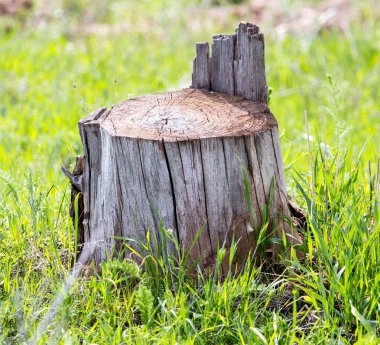 bir ağaç bir eski güdük bir yeşil çimenlerin üzerinde