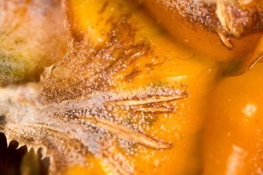 Sulu ananas arka plan olarak. Makro