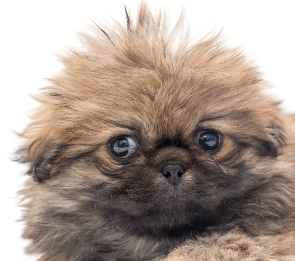 작은 솜 털 강아지의 아름 다운 초상화 — 스톡 사진