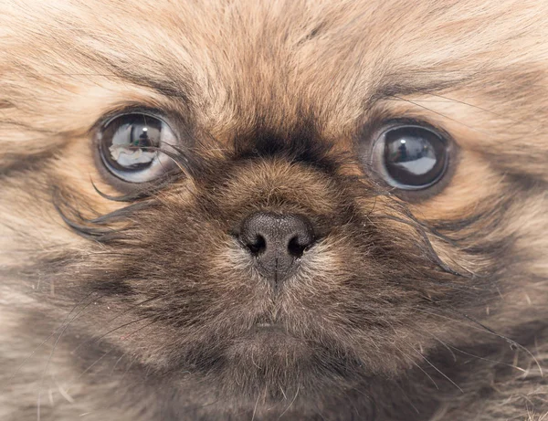 작은 솜 털 강아지의 아름 다운 초상화 — 스톡 사진
