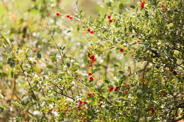 Baya roja salvaje en la naturaleza —  Fotos de Stock