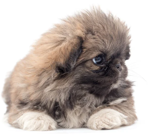 Bonito filhote de cachorro fofo em um fundo branco — Fotografia de Stock