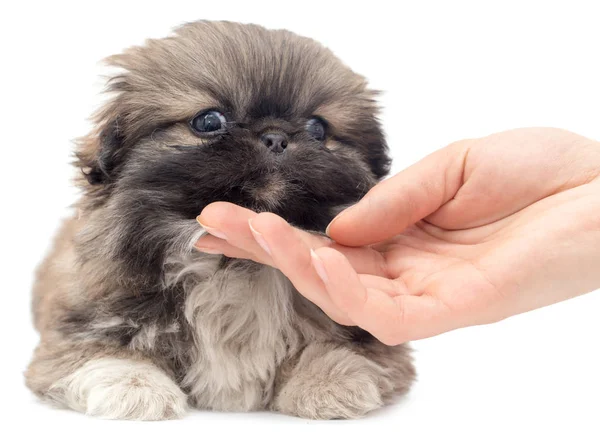 Cucciolo in mano su sfondo bianco — Foto Stock