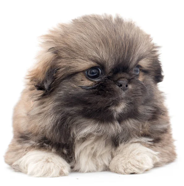 Beautiful little fluffy puppy on a white background — Stock Photo, Image