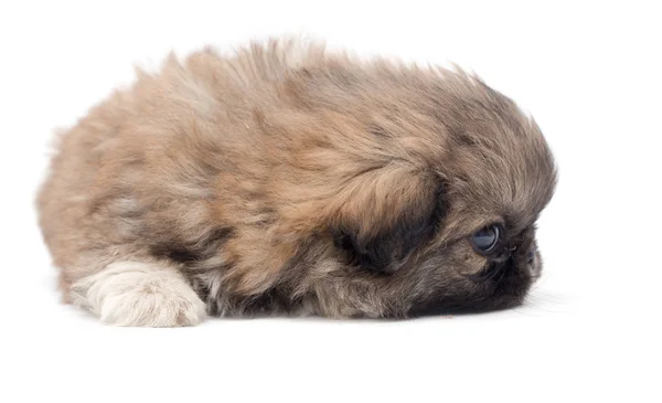 Bellissimo cucciolo soffice su uno sfondo bianco — Foto Stock