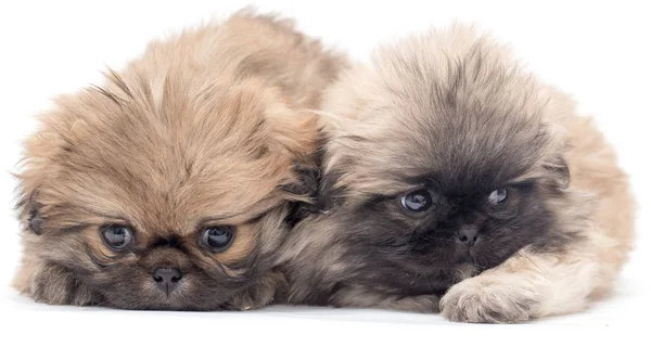 Two beautiful fluffy little puppy on a white background — Stock Photo, Image