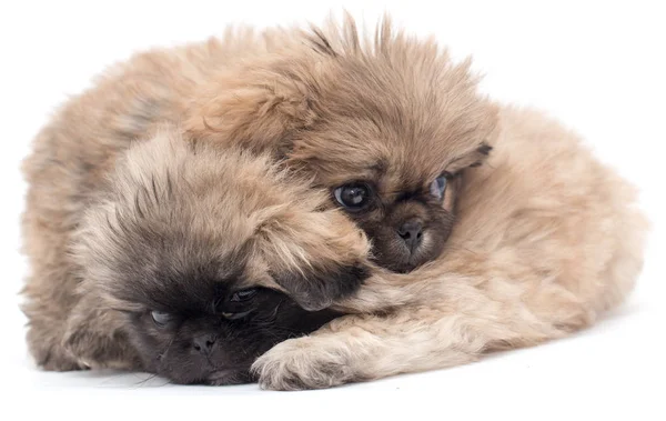 Due bellissimi cuccioletti soffici su sfondo bianco — Foto Stock