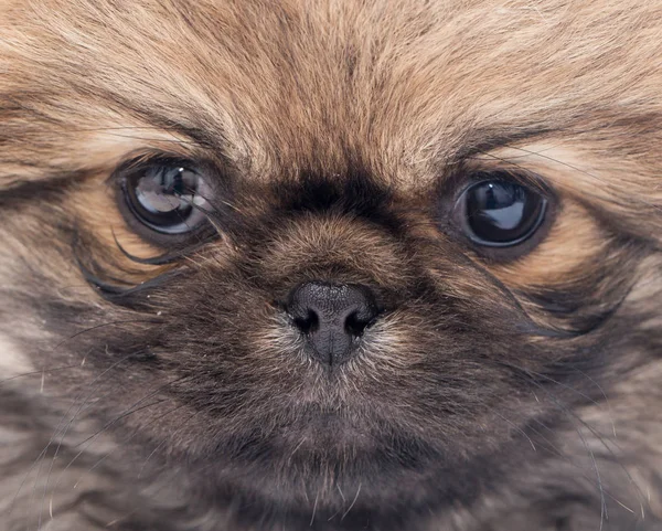 Belo retrato de um pequeno cachorrinho fofo — Fotografia de Stock