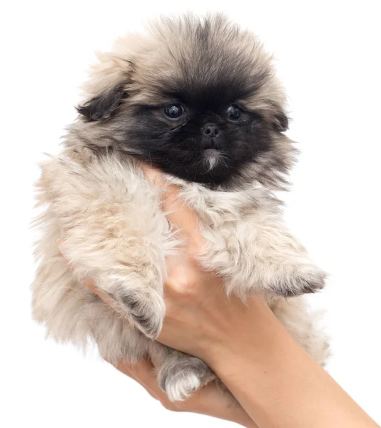 Cucciolo in mano su sfondo bianco — Foto Stock