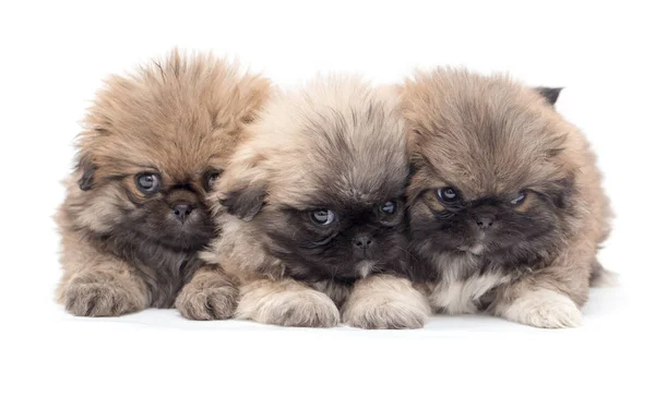 Three beautiful fluffy little puppy on a white background — Stock Photo, Image