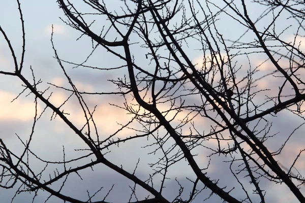 Ramos nus de uma árvore ao sol nascente — Fotografia de Stock