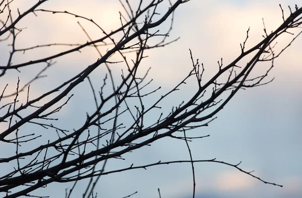 Kala grenar av ett träd vid soluppgången sol — Stockfoto