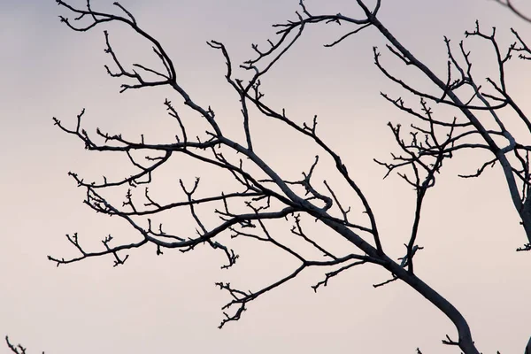 Ramos nus de uma árvore ao sol nascente — Fotografia de Stock