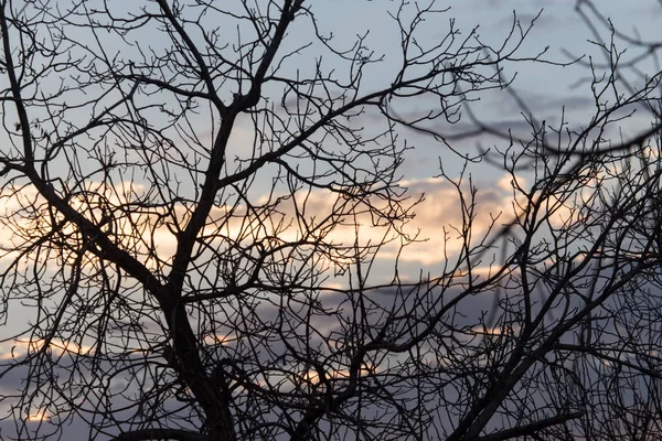 太阳升起时的光秃秃的树枝 — 图库照片