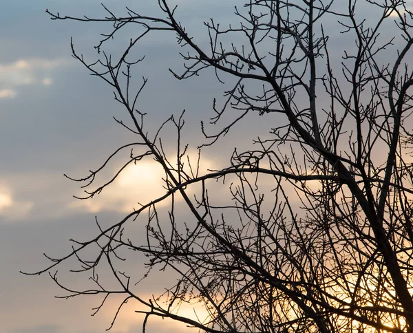 Csupasz ágak egy fa a napfelkeltekor nap — Stock Fotó