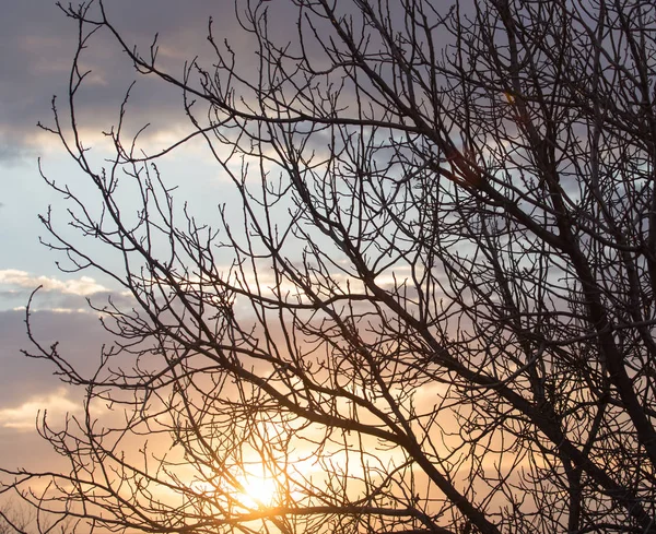 Ramos nus de uma árvore ao sol nascente — Fotografia de Stock