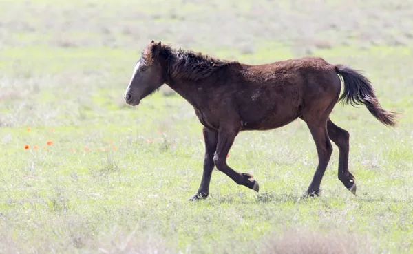 Un cheval dans un pâturage dans la nature — Photo