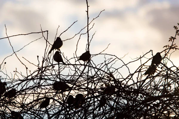 Moineaux oiseaux sur un arbre au lever du soleil — Photo