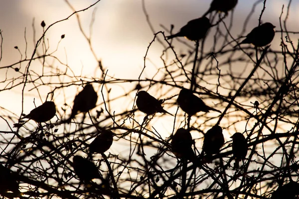 鳥は日の出に木に雀を咲かせ — ストック写真