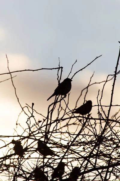 Fågel sparvar på ett träd vid soluppgången sol — Stockfoto