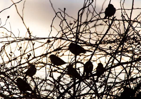 Ptáci vrabci na stromě při východu slunce — Stock fotografie