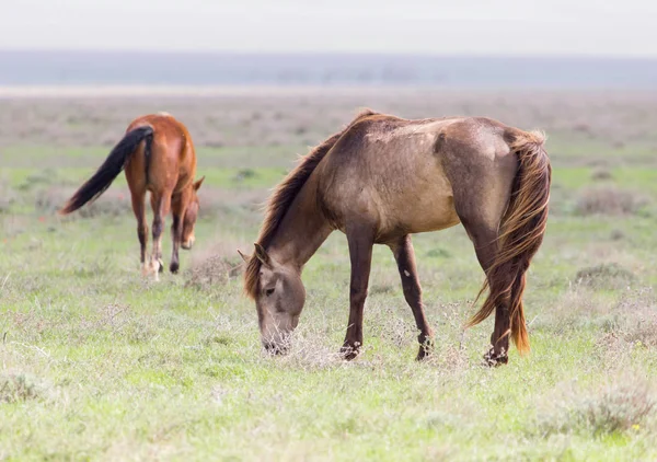 Ein Pferd auf einer Weide in der Natur — Stockfoto