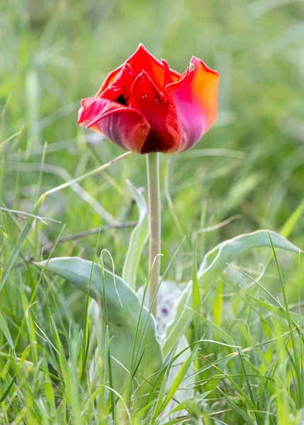 Tulipa vermelha selvagem na natureza — Fotografia de Stock