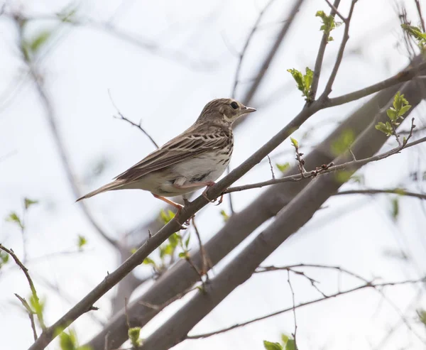 Bruant sur l'arbre dans la nature — Photo