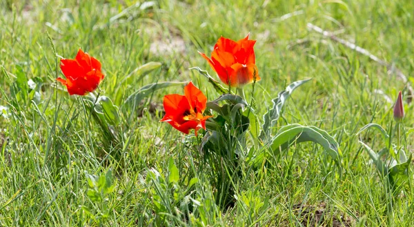 Wilde rote Tulpe in der Natur — Stockfoto