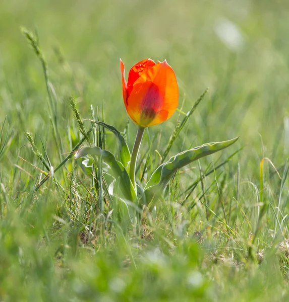 Tulipe rouge sauvage dans la nature — Photo