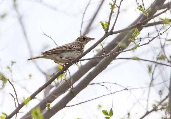 Gorrión en el árbol en la naturaleza —  Fotos de Stock