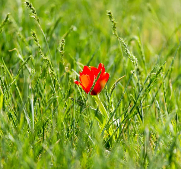 Tulipán rojo salvaje en la naturaleza —  Fotos de Stock