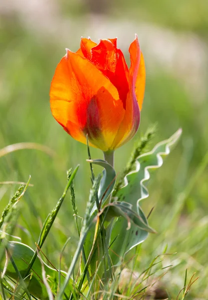 大自然中的野生红色郁金香 — 图库照片